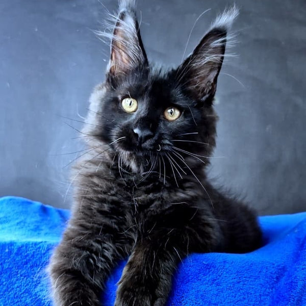 Kensigton Crown Maine Coon male, black