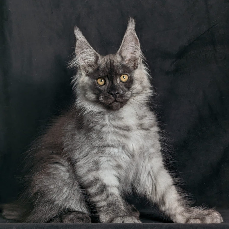 Zembi Maine Coon male, black silver