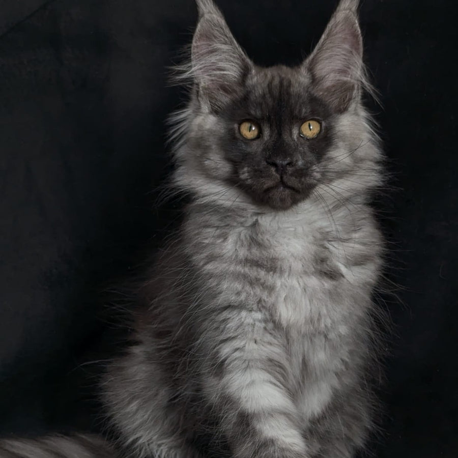 Zembi Maine Coon male, black silver