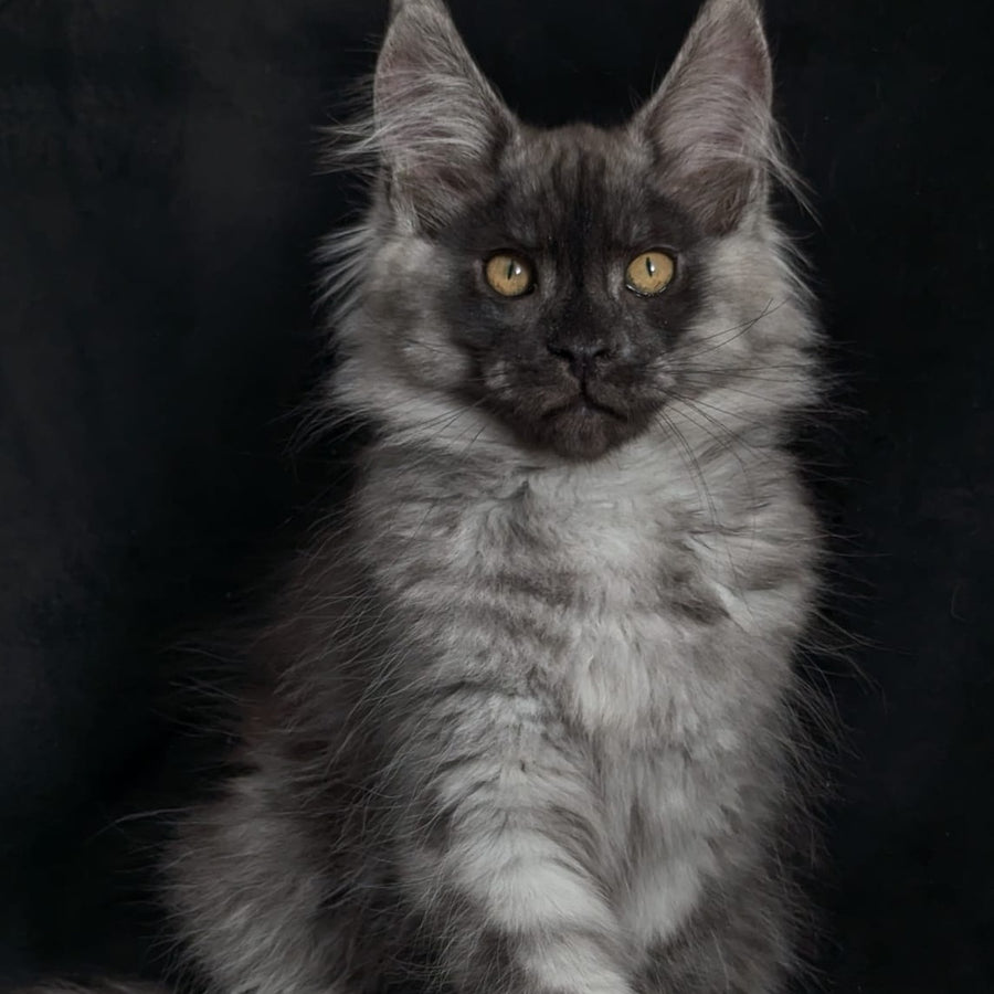 Zevs Maine Coon male, black silver