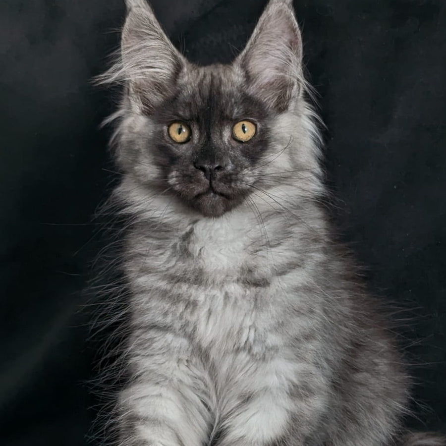 Zevs Maine Coon male, black silver