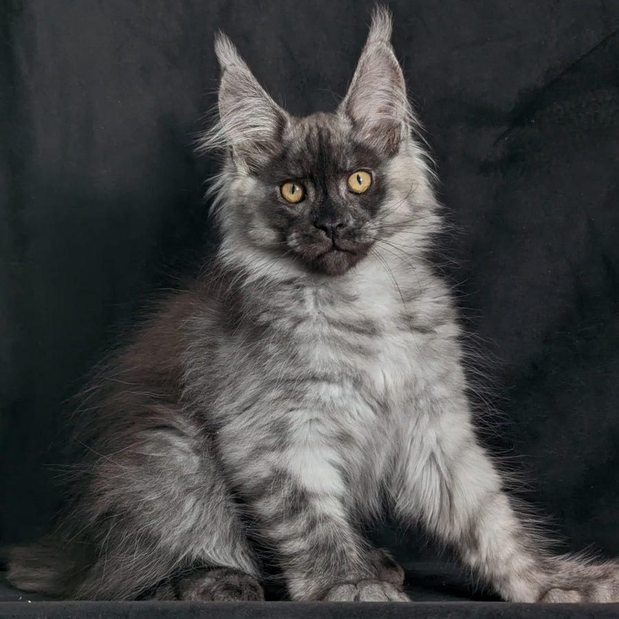 Zevs Maine Coon male, black silver