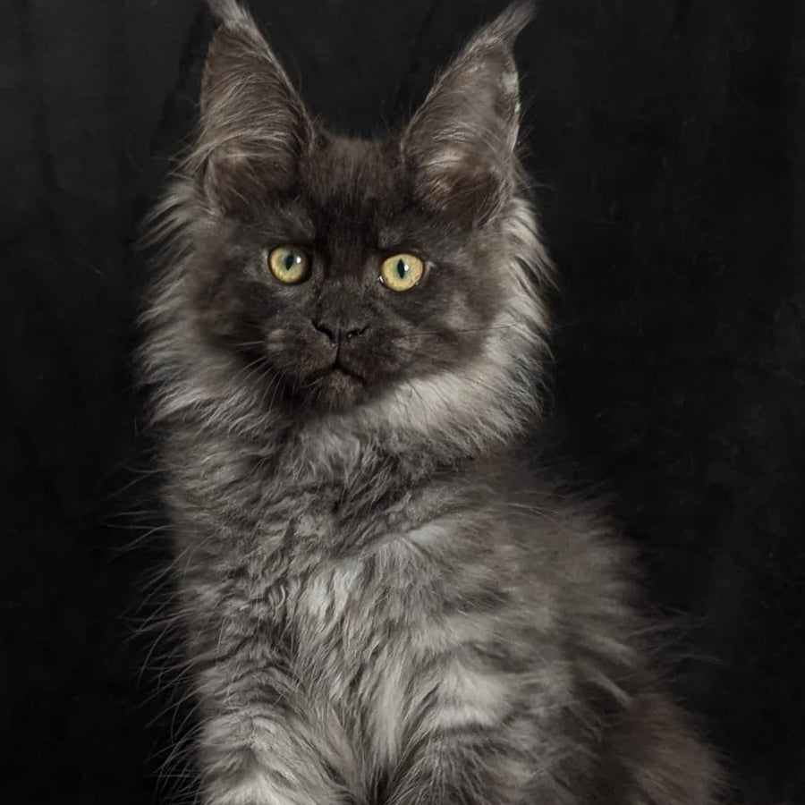 Zita Maine Coon polydactyl 6x6x6x6 female, black silver