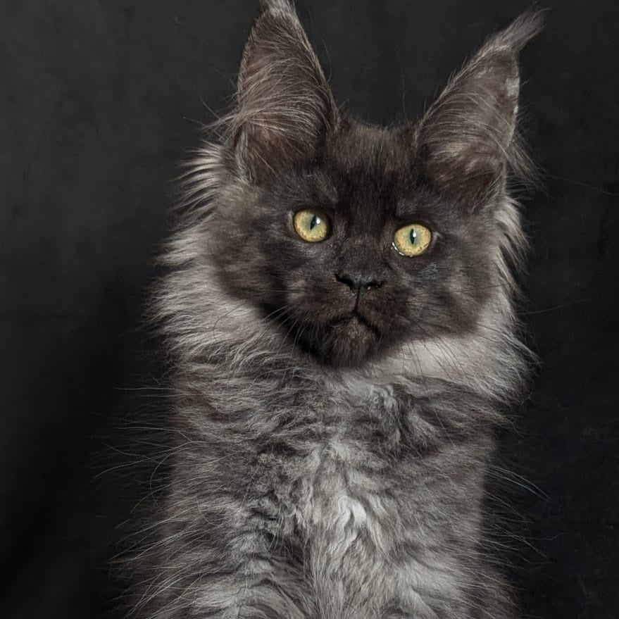 Zita Maine Coon polydactyl 6x6x6x6 female, black silver