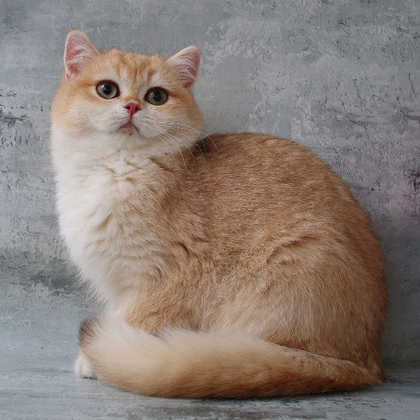 Rayda British Shorthair female, chocolate golden chinchilla