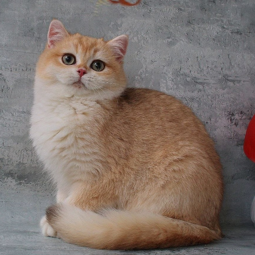Rayda British Shorthair female, chocolate golden chinchilla