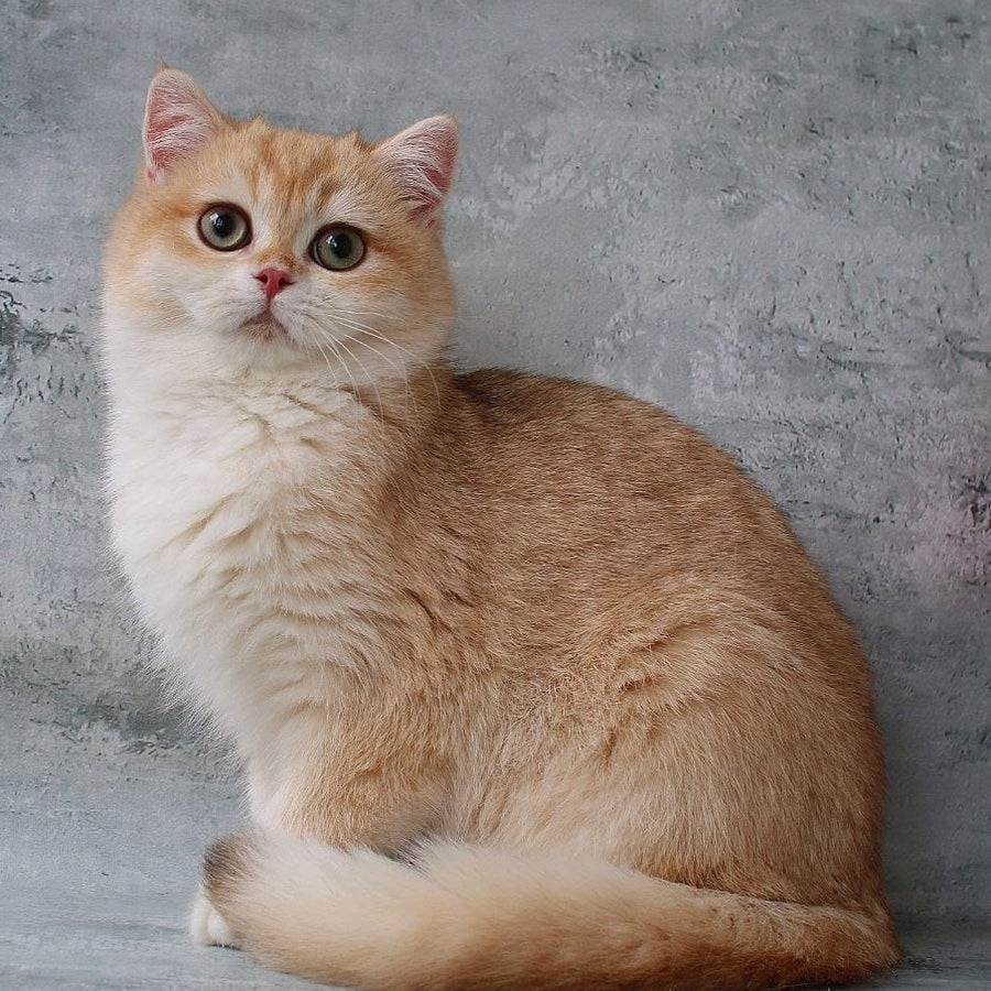 Rayda British Shorthair female, chocolate golden chinchilla