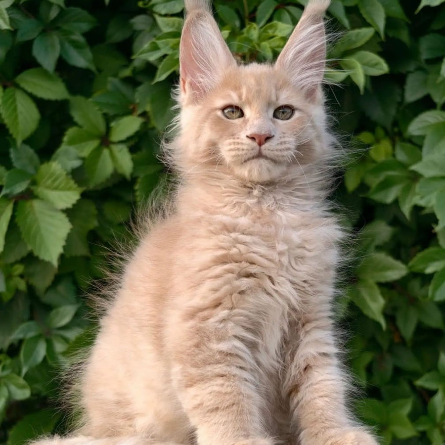 Daniel Maine Coon male, cream