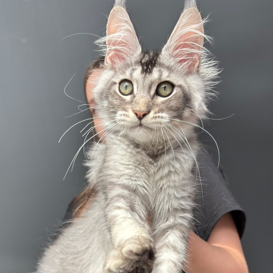 Alex Maine Coon male, black ticked tabby