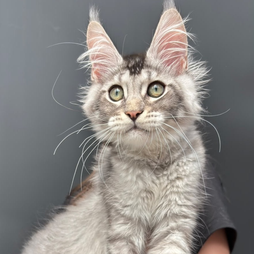 Alex Maine Coon male, black ticked tabby