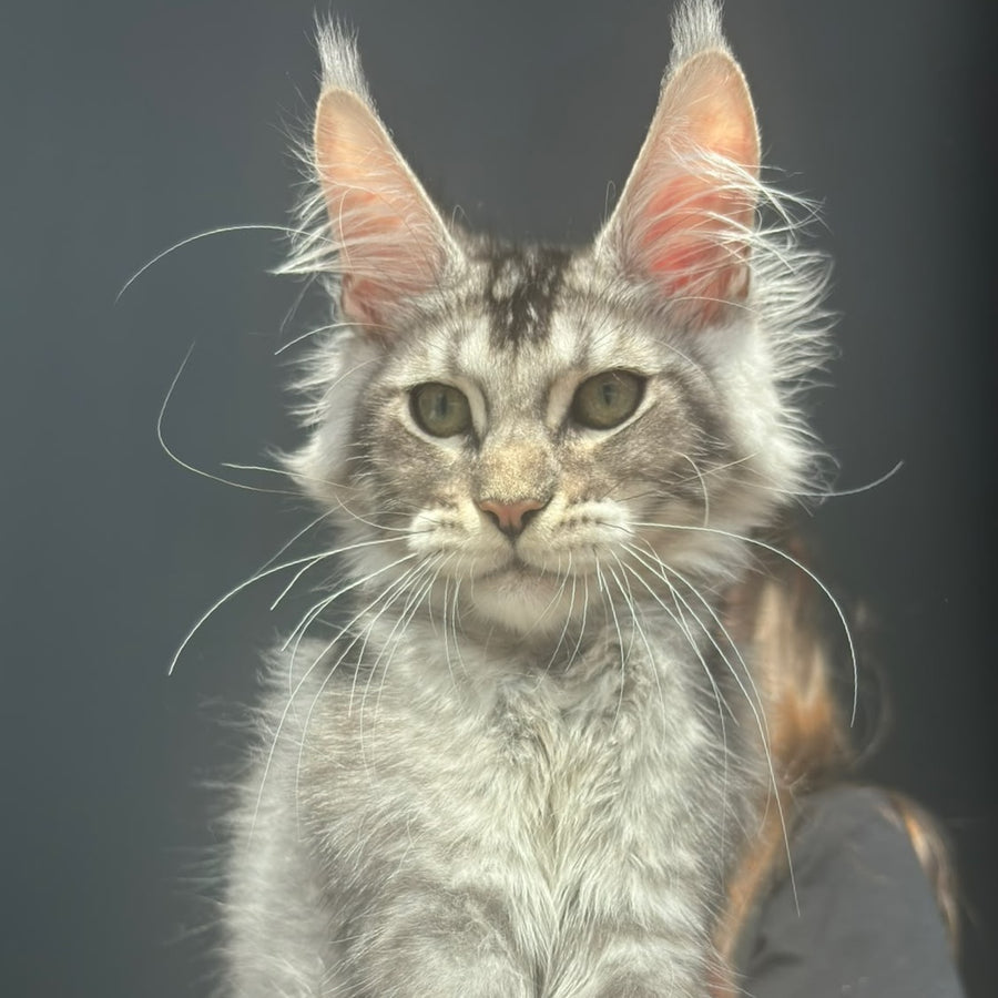 Alex Maine Coon male, black ticked tabby