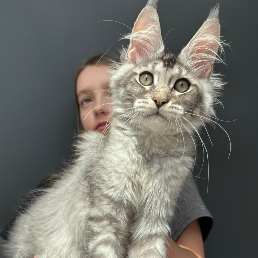 Alex Maine Coon male, black ticked tabby
