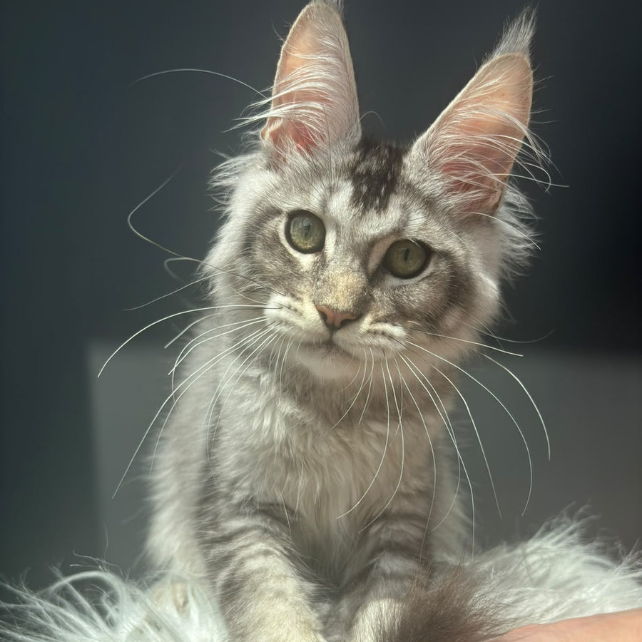 Alex Maine Coon male, black ticked tabby