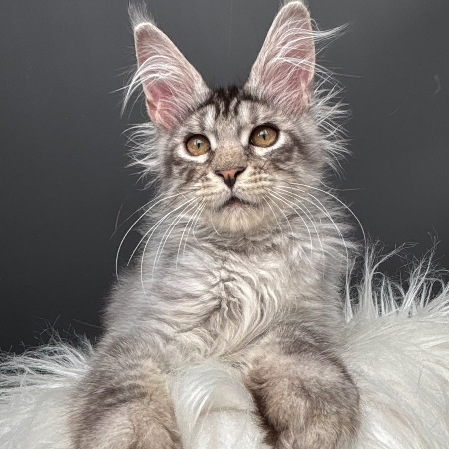 Andrian Maine Coon male, black silver spotted tabby