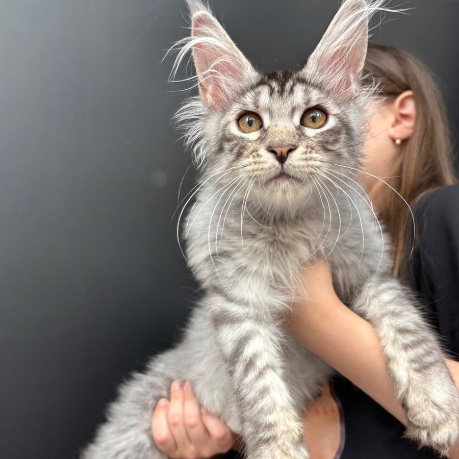 Andrian Maine Coon male, black silver spotted tabby