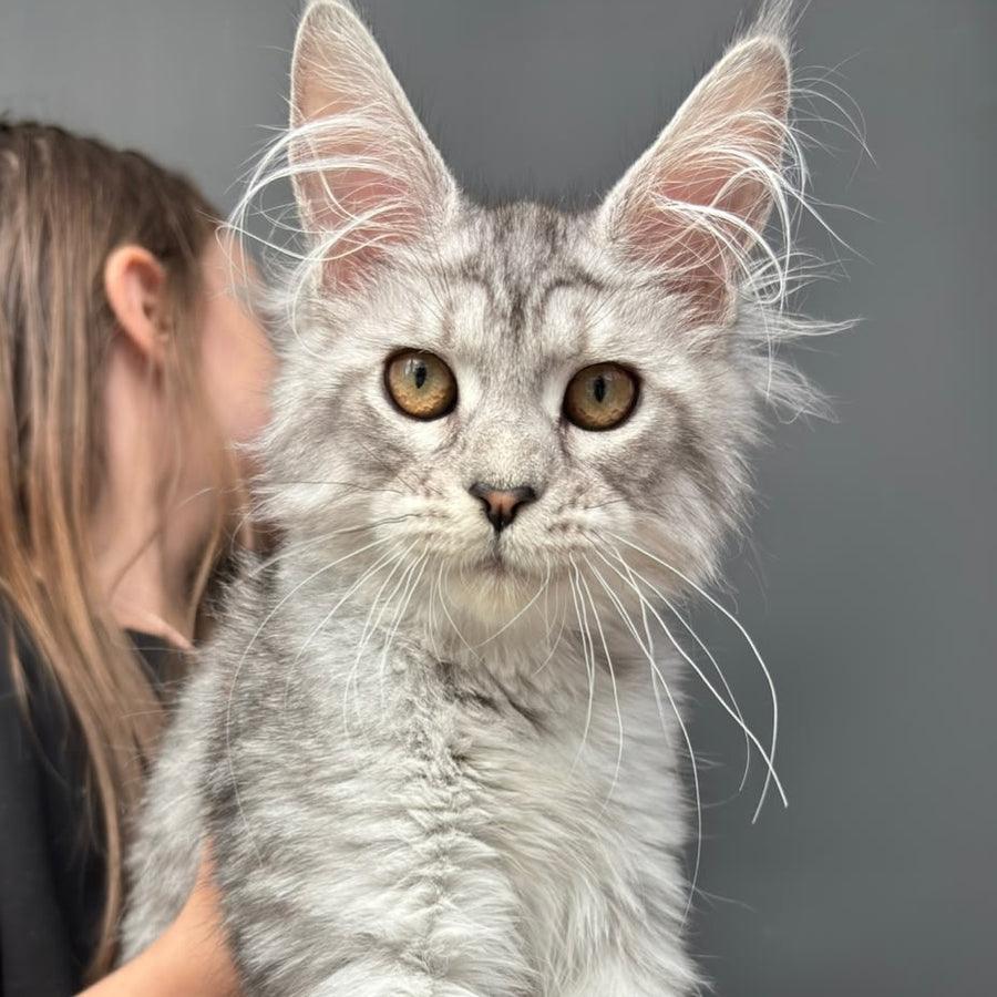 Alice Maine Coon female, black silver spotted tabby