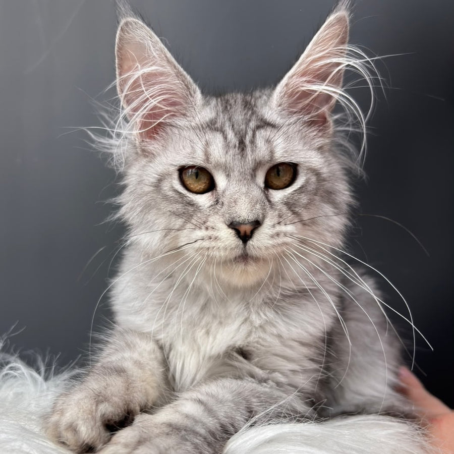 Alice Maine Coon female, black silver spotted tabby