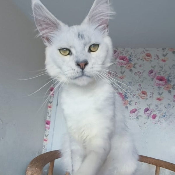 Orfey Maine Coon male, black silver shaded