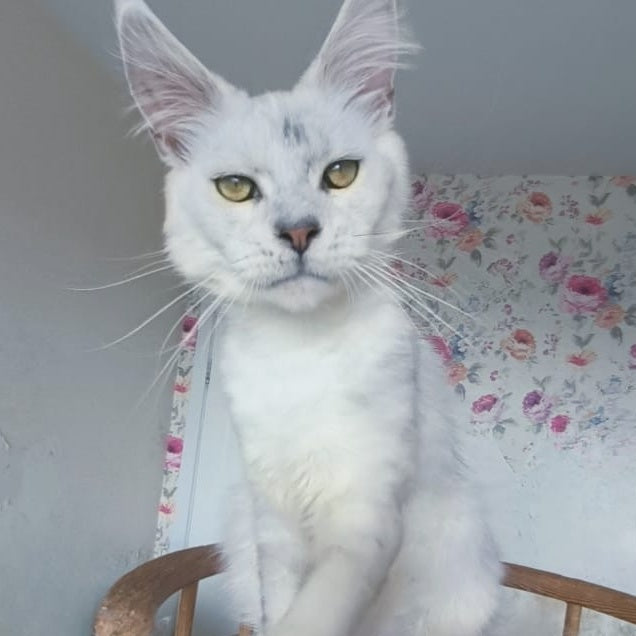 Orfey Maine Coon male, black silver shaded