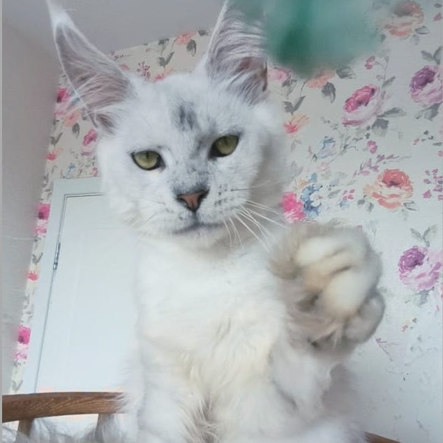 Orfey Maine Coon male, black silver shaded