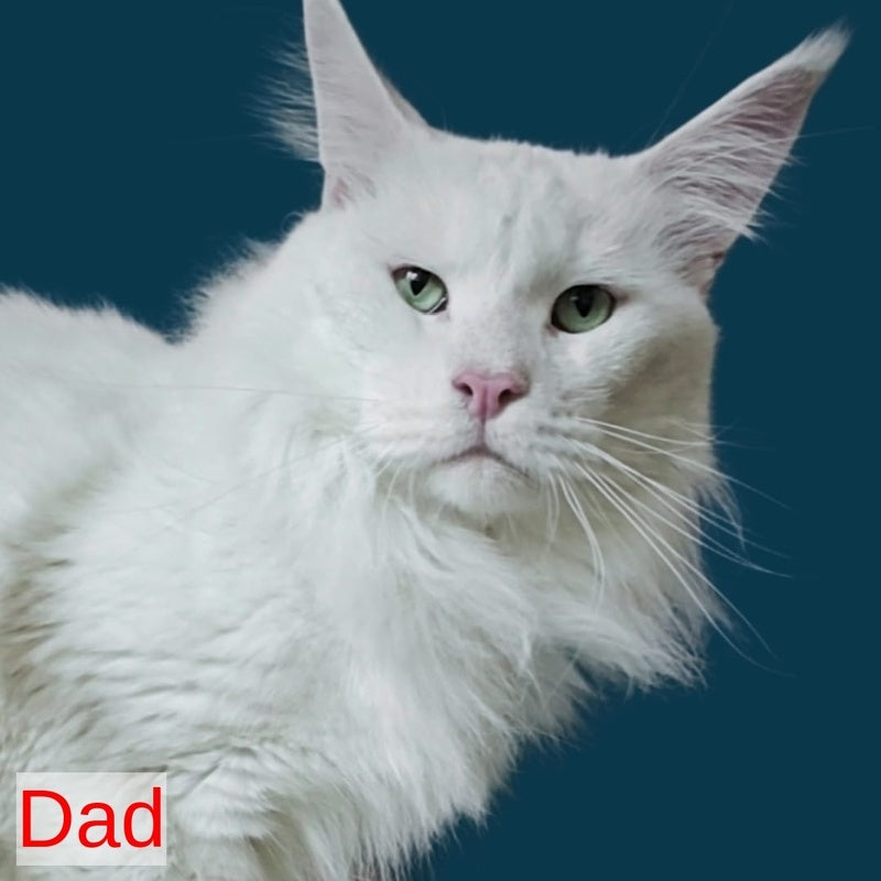 Orfey Maine Coon male, black silver shaded