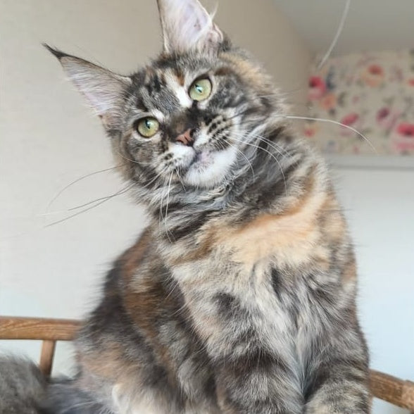 Ponka Maine Coon female, black tortie tabby