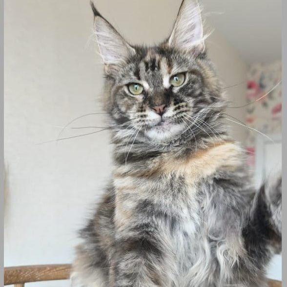 Ponka Maine Coon female, black tortie tabby