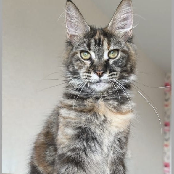 Ponka Maine Coon female, black tortie tabby