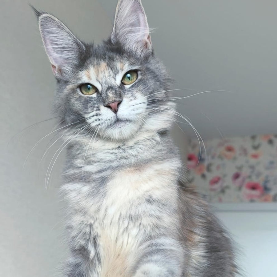 Ptaha Maine Coon female, blue tortie tabby