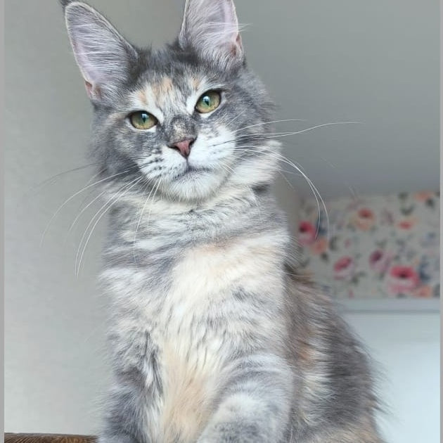 Ptaha Maine Coon female, blue tortie tabby