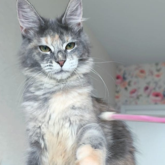Ptaha Maine Coon female, blue tortie tabby