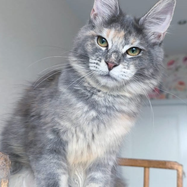 Ptaha Maine Coon female, blue tortie tabby