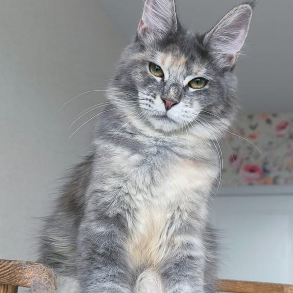 Ptaha Maine Coon female, blue tortie tabby