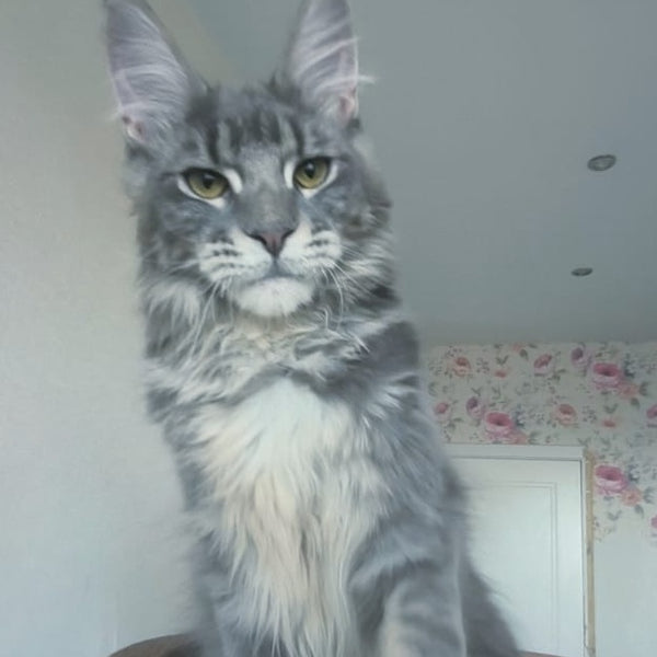 Noel Maine Coon male, blue tabby