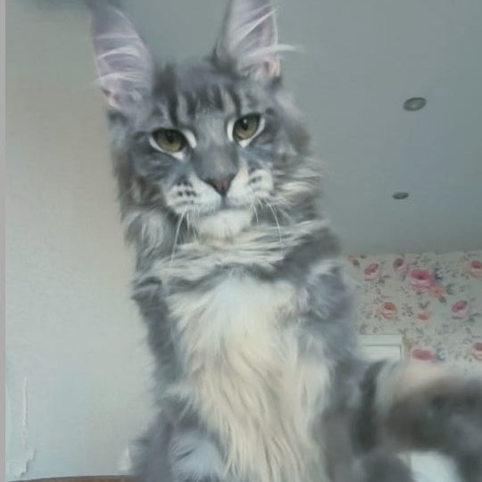 Noel Maine Coon male, blue tabby