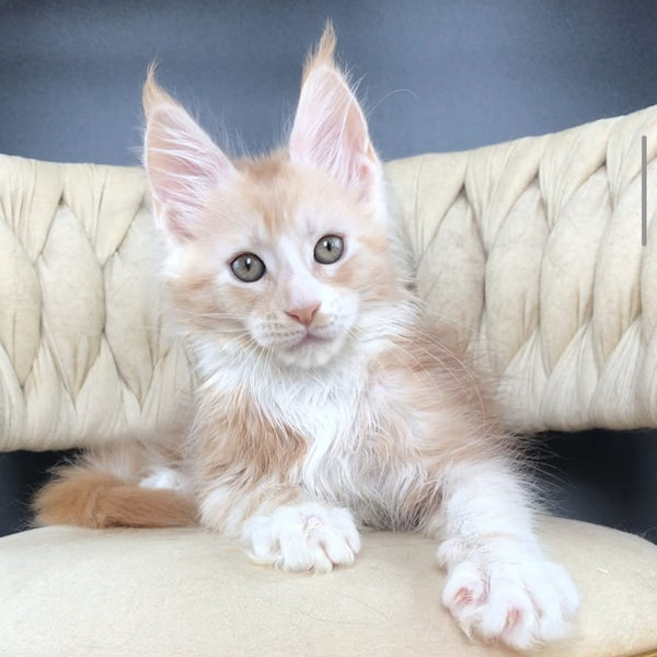 Yarik Maine Coon male, red silver bicolour tabby