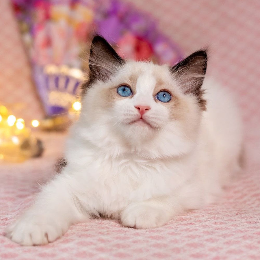 Lola Ragdoll female, seal bicolour