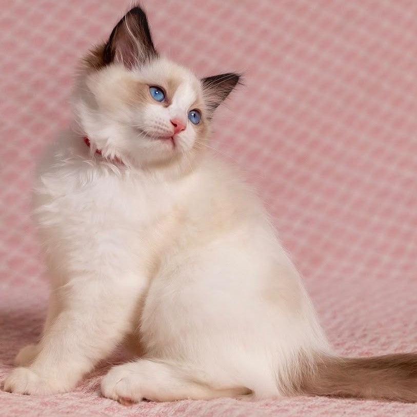 Lola Ragdoll female, seal bicolour