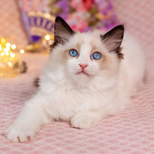 Lola Ragdoll female, seal bicolour