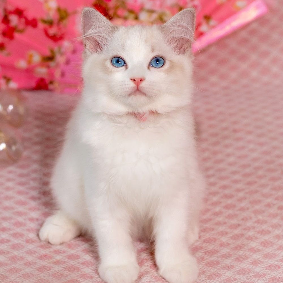 Lucy Ragdoll female, blue bicolour