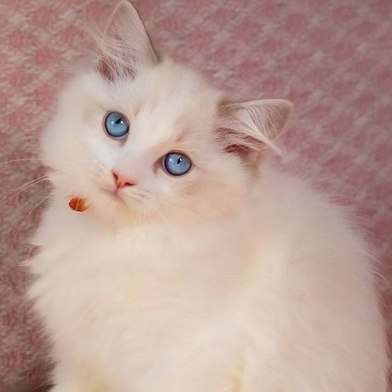 Luna Ragdoll female, blue bicolour