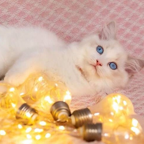 Luna Ragdoll female, blue bicolour