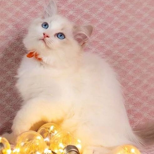 Luna Ragdoll female, blue bicolour
