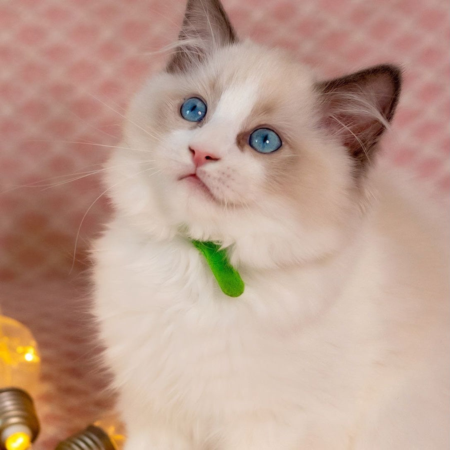 Lucas Ragdoll male, blue bicolour