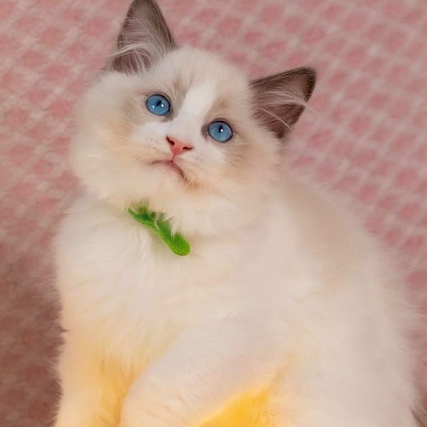 Lucas Ragdoll male, blue bicolour