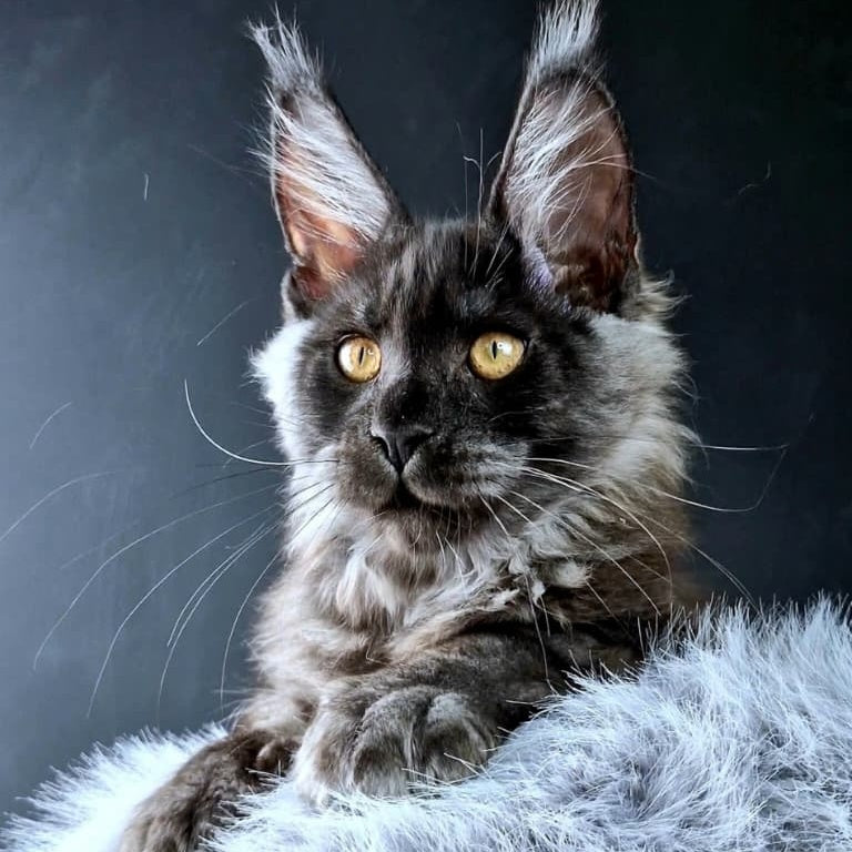 King Lion Maine Coon male, black silver