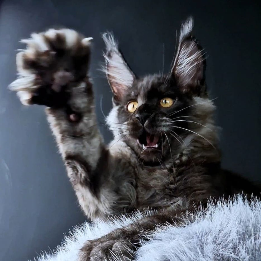 King Lion Maine Coon male, black silver