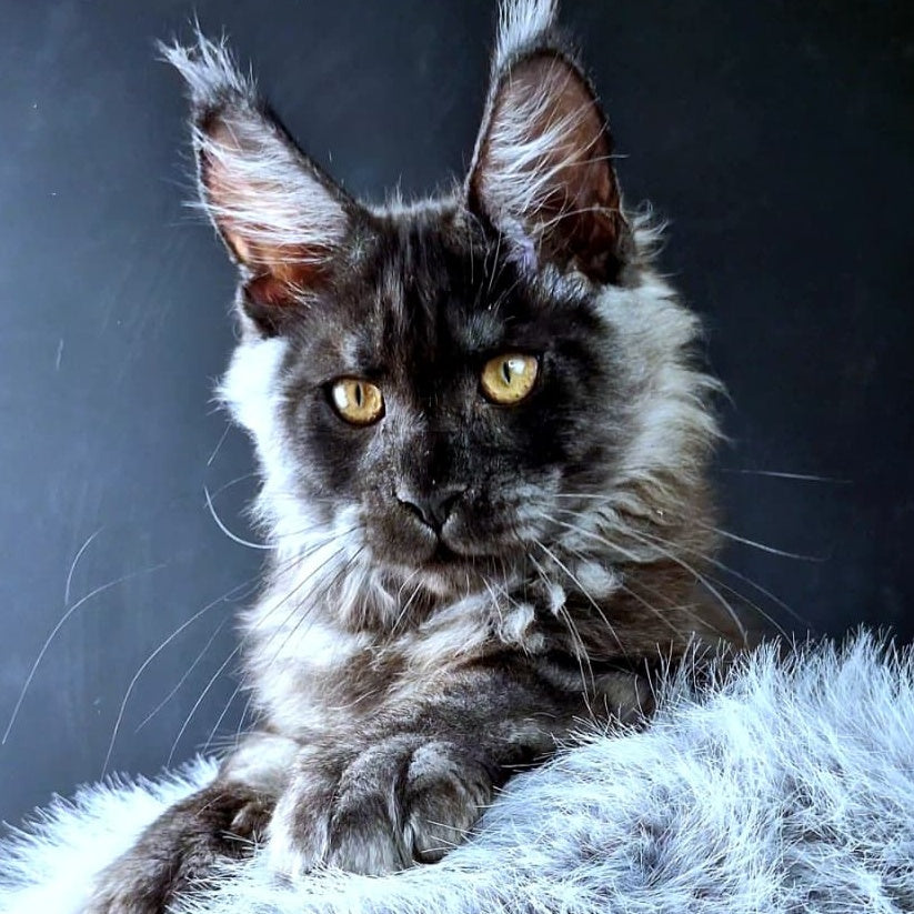 King Lion Maine Coon male, black silver