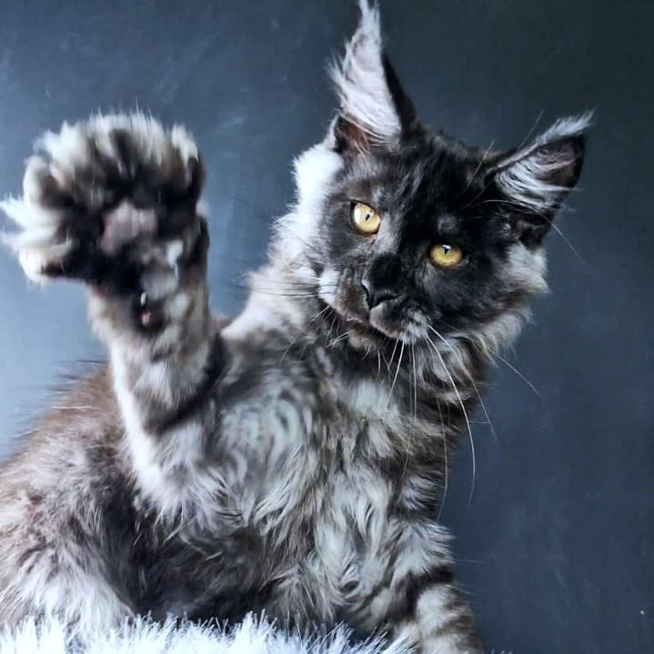 King Lion Maine Coon male, black silver