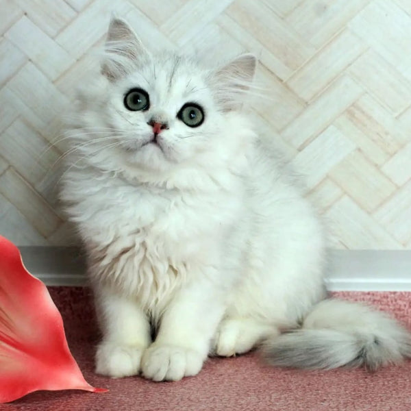 Arabic British Longhair male, black silver shaded